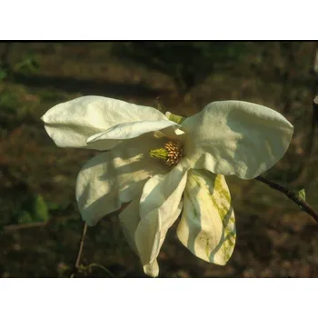 Sazenice Magnolie 'Green Snow' Balení: kontejner C60, Tvar: výška 230-250cm