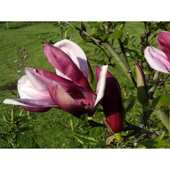 Sazenice Magnolie liliiflora 'Darkest Purple' Balení: kontejner C60, Tvar: výška 210-220cm