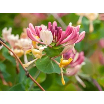 Sazenice Zimolez ovíjivý 'Serotina' Balení: kontejner C2