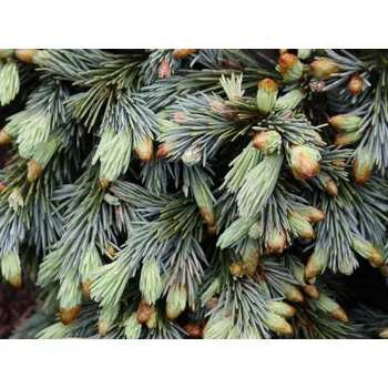 Sazenice Smrk Engelmannův 'Cineiga' Balení: kontejner C5, Tvar: výška 15-20cm