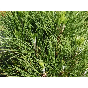 Sazenice Borovice černá 'Spielberg' Balení: kontejner C5/C7,5, Tvar: výška 35-45cm