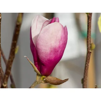 Sazenice Magnolie 'Deep Purple Dream' Balení: kontejner C5, Tvar: výška 70-100cm