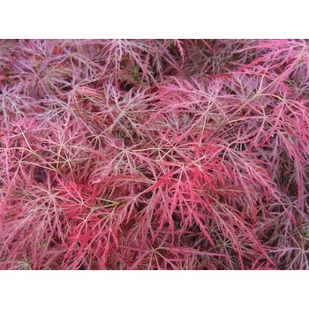 Sazenice Javor dlanitolistý 'Pink Filigree' Balení: kontejner C5, Tvar: roubováno na kmínku, výška 70-90cm, šířka 35-50cm