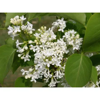 Sazenice Šeřík obecný 'Jan van Tol' Balení: kontejner p9