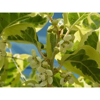 Sazenice Kiwi 'Hokey Pokey' kontejner C2