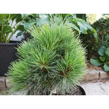 Sazenice Borovice rumelská 'Bergfeuer' Balení: kontejner C5, Tvar: výška 15-25cm