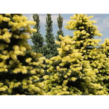 Sazenice Smrk pichlavý 'Maigold' Balení: kontejner C5, Tvar: výška25-40cm