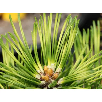 Sazenice Borovice kleč 'Misty' Balení: kontejner C5/C7,5, Tvar: výška 35-45cm