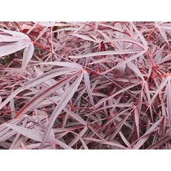 Sazenice Javor dlanitolistý 'Enkan' Balení: kontejner C5, Tvar: výška 50-70cm