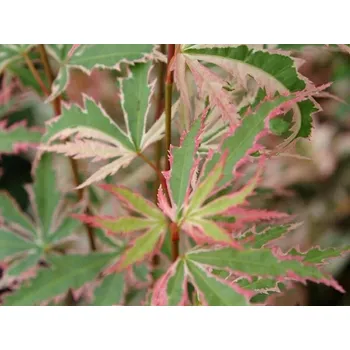 Sazenice Javor dlanitolistý 'Butterfly' Balení: kontejner C5, Tvar: výška 60-90cm