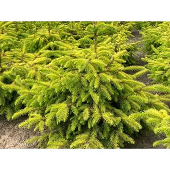 Sazenice Smrk omorika 'Golden Rain' Balení: kontejner C12, Tvar: výška 55-80cm