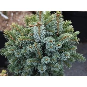 Sazenice Smrk sitka 'Tenas' Balení: kontejner C5, Tvar: výška 15-25cm