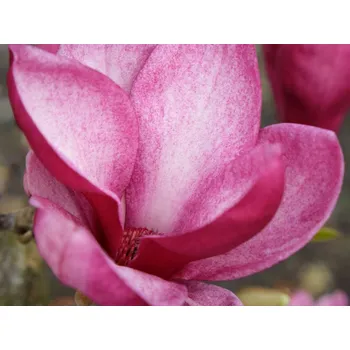 Sazenice Magnolie 'Starburst' Balení: kontejner C60, Tvar: výška 150-230cm