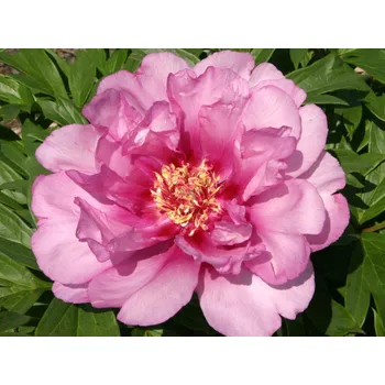 Sazenice Pivoňka itoh 'First Arrival' - Paeonia itoh 'First Arrival'