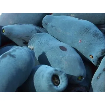 Sazenice Zimolez kamčatský 'Vostorg' Balení: kontejner C2