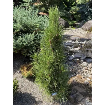 Sazenice Borovice Heldreichova 'Atze Saule' Balení: kontejner C12, Tvar: výška 40-50cm