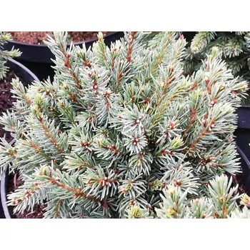 Sazenice Smrk ztepilý 'Micro' Balení: kontejner C2