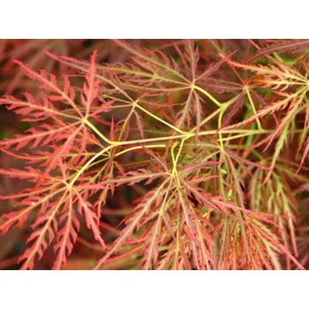 Sazenice Javor dlanitolistý 'Dragon's Fire' Balení: kontejner C5, Tvar: roubováno na kmínku, výška 100-110cm, šířka 35-55cm
