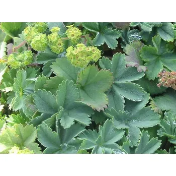 Sazenice Kontryhel holý - Alchemilla epipsila Balení: kontejner p9