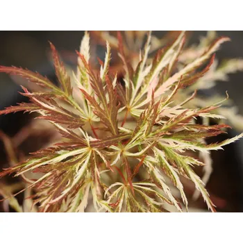 Sazenice Javor dlanitolistý 'Goshiki-Shidare' Balení: kontejner C5, Tvar: roubováno na kmínku, výška 70-80cm, šířka 30-40cm