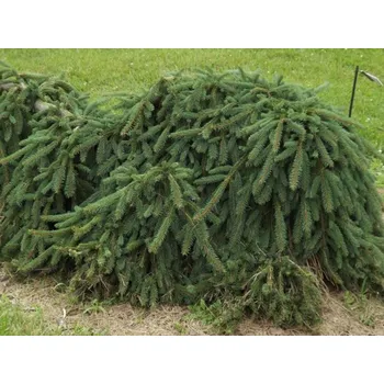 Sazenice Smrk ztepilý 'Weeping Blue' Balení: kontejner C12, Tvar: výška 60-90cm