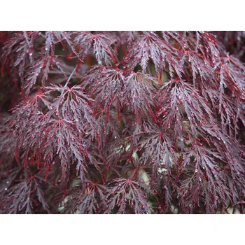 Sazenice Javor dlanitolistý 'Red Dragon' Balení: kontejner C5, Tvar: roubováno na kmínku, výška 90-105cm, šířka 30-40cm