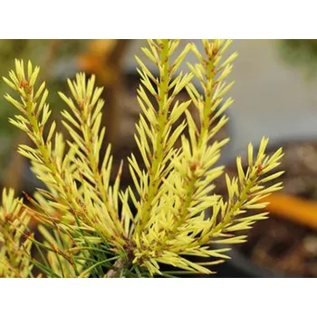 Sazenice Borovice lesní 'Candlelight' Balení: kontejner C7,5, Tvar: výška 35-55cm