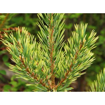 Sazenice Borovice lesní 'Odegard' Balení: kontejner C7,5, Tvar: výška 35-50cm