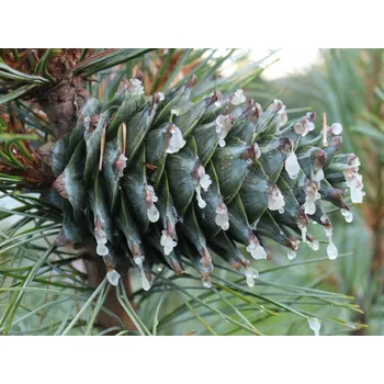 Sazenice Borovice korejská 'Amur' Balení: kontejner C5, Tvar: výška 20-30 cm