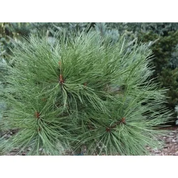 Sazenice Borovice Jeffreyova 'Joppi' Balení: kontejner C7,5, Tvar: roubované na kmínku 120-160cm, šířka 20-30cm
