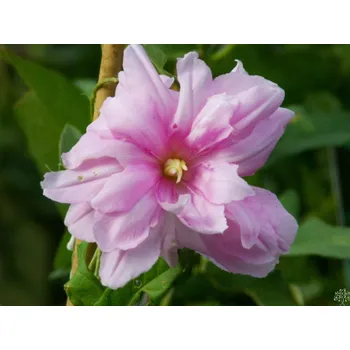 Sazenice Opletník 'Flore Pleno' Balení: kontejner C2