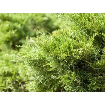 Sazenice Jalovec Pfitzerův 'Mint Julep' kontejner p16