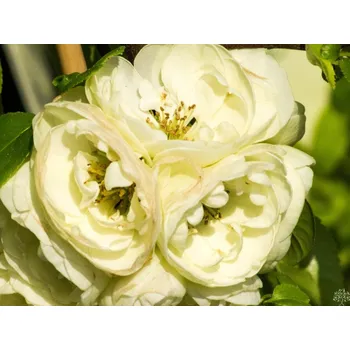 Sazenice Kdoulovec lahvicovitý 'Kinshiden' Balení: kontejner C2