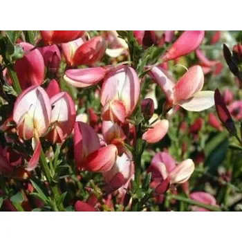 Sazenice Čilimník časný 'Hollandia' Balení: kontejner C2