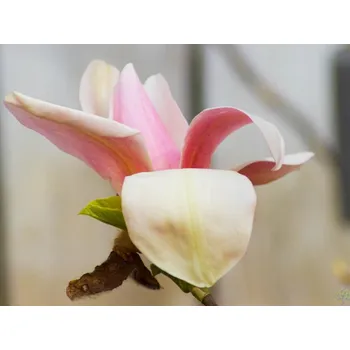 Sazenice Magnolie 'Peachy' Balení: kontejner C15, Tvar: výška 200-230cm