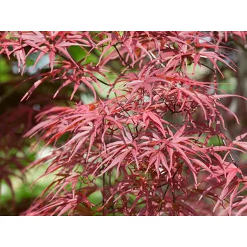 Sazenice Javor dlanitolistý 'Red Pygmy' Balení: kontejner C5, Tvar: výška 50-75cm