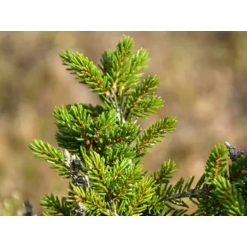 Sazenice Smrk východní 'Losely' Balení: kontejner C5, Tvar: výška 20-30cm