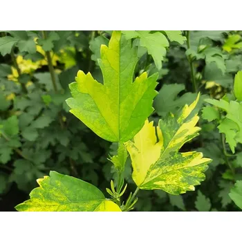 Sazenice Ibišek syrský 'HP 2' Balení: kontejner p16