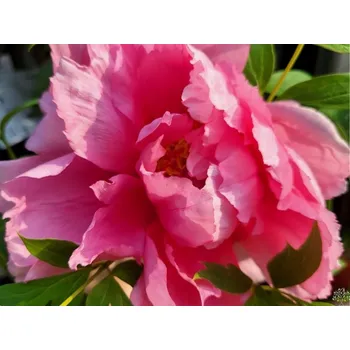 Sazenice Pivoňka dřevitá 'Benichitori' Balení: kontejner C2