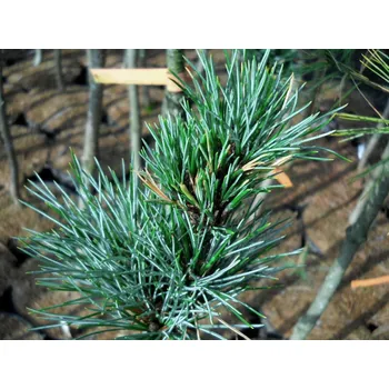 Sazenice Borovice limba 'Herbstwind' Balení: kontejner C5, Tvar: výška 15-25cm