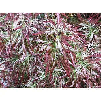 Sazenice Javor dlanitolistý 'Toyama' Balení: kontejner C5, Tvar: roubováno na kmínku, výška 90-100cm, šířka 40-60cm