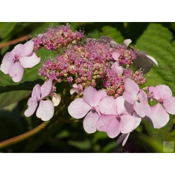 Sazenice Hortenzie pilovitá 'Bluebird' Balení: kontejner p12