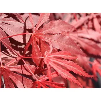 Sazenice Javor dlanitolistý 'Oregon Sunset' Balení: kontejner C5, Tvar: roubováno na kmínku, výška 50-60cm, šířka 25-40cm