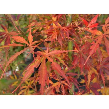 Sazenice Javor dlanitolistý 'Jerre Schwartz' Balení: kontejner C5, Tvar: výška 80-120cm