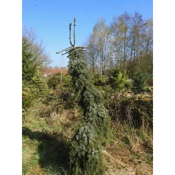 Sazenice Smrk omorika 'Radloff' Balení: kontejner C12, Tvar: výška 55-80cm