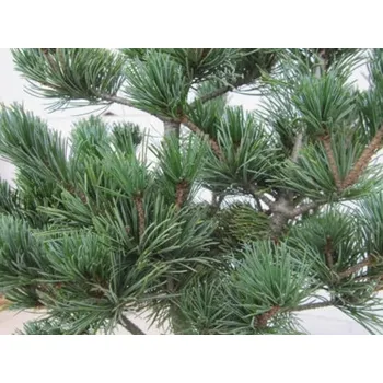 Sazenice Borovice drobnokvětá 'Floppy Joe' Balení: kontejner C5, Tvar: výška 25-40cm