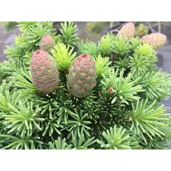 Sazenice Smrk ztepilý 'Medusa' Balení: kontejner C5/C7,5, Tvar: roubované na kmínku 70-85cm, šířka 10-20cm