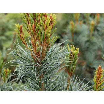 Sazenice Borovice drobnokvětá 'Blauer Engel' Balení: kontejner C5, Tvar: výška 35-50cm