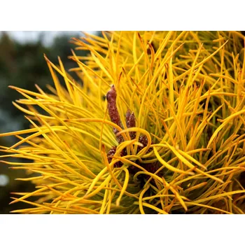 Sazenice Borovice pokroucená 'Chief Joseph' Balení: kontejner C5/C7,5, Tvar: výška 30-50cm