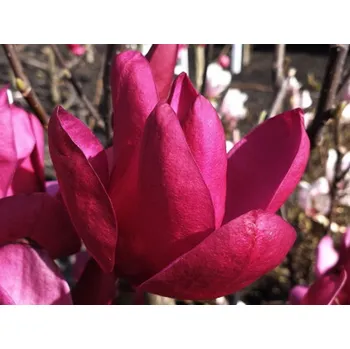 Sazenice Magnolie 'Pink Pyramid' Balení: kontejner C60, Tvar: výška 200-270cm